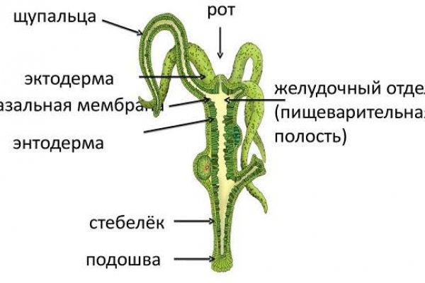 Кракен ты знаешь где покупать