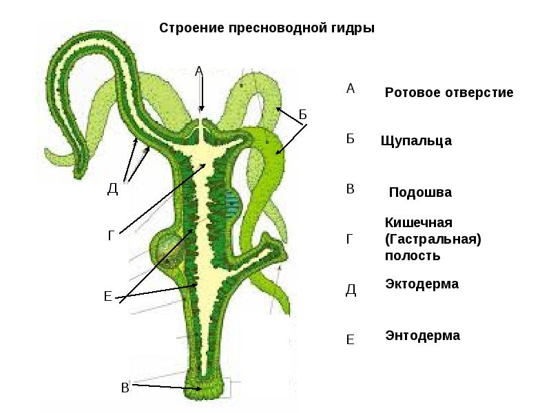 Что такое кракен в даркнете